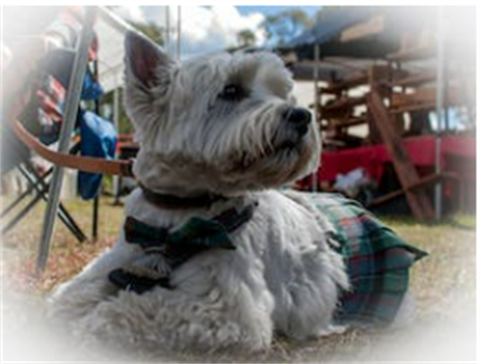 Scottish Dog