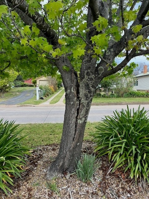 tree removal.jpg